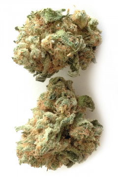 White Widow CBD - Fleur CBD de cannabis légal