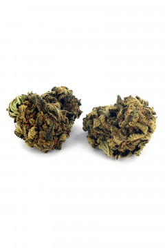 Deux gousses de fleur de cannabis light Fruity Punch