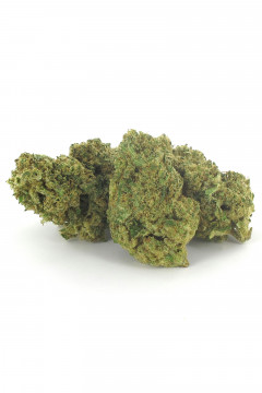 Plusieurs gousses de cannabis légal de variété Gorilla Haze au CBD