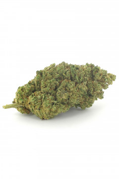 Fleur de cannabis Bubble Gum au taux élevé de CBD