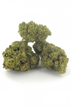 Plusieurs gousses de fleurs CBD Bubble Gum au cannabis légal