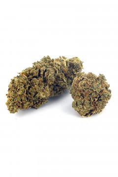 Deux gousses de fleur de cannabis light Cannabubble