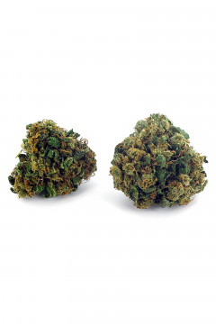 Deux gousses de fleur de cannabis light Apple Kush