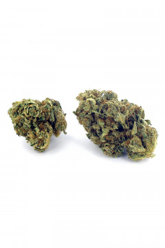 Deux gousses de fleur de cannabis light Amnesia Haze