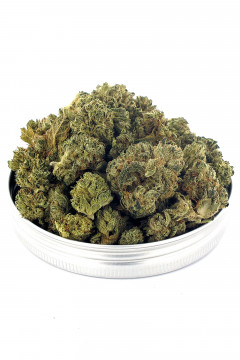 Silver Queen CBD - Fleur CBD de cannabis légal