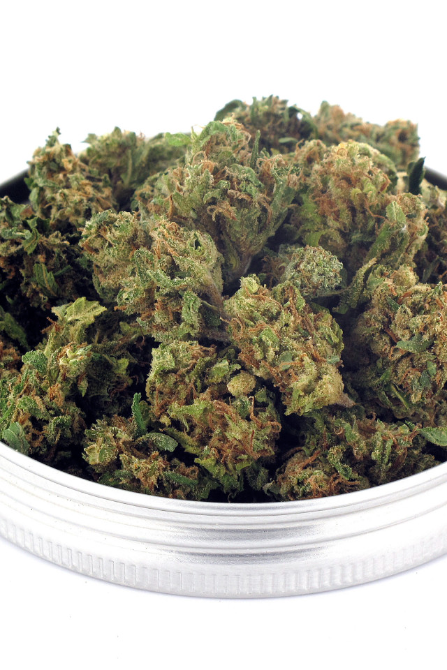 Têtes de fleurs de CBD Girl Scout Candy