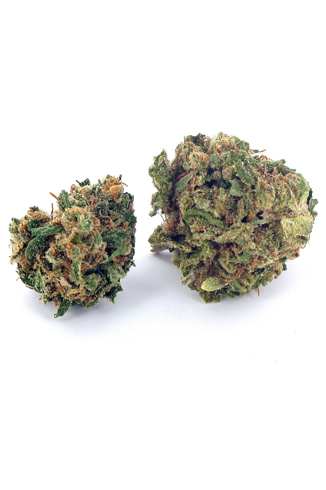 Deux gousses de fleur de cannabis light Girl Scout Candy