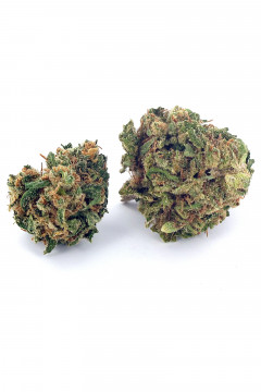 Deux gousses de fleur de cannabis light Girl Scout Candy