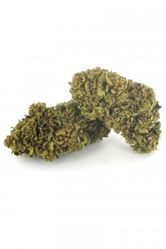 Deux gousses de fleur de cannabis light Bio Diesel